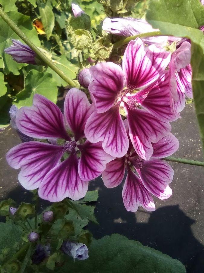 Zámecká zahrada (1)