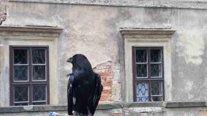 Ukázky sokolnictví