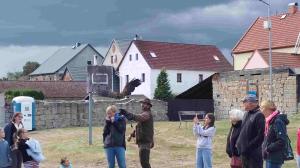 Ukázky sokolnictví